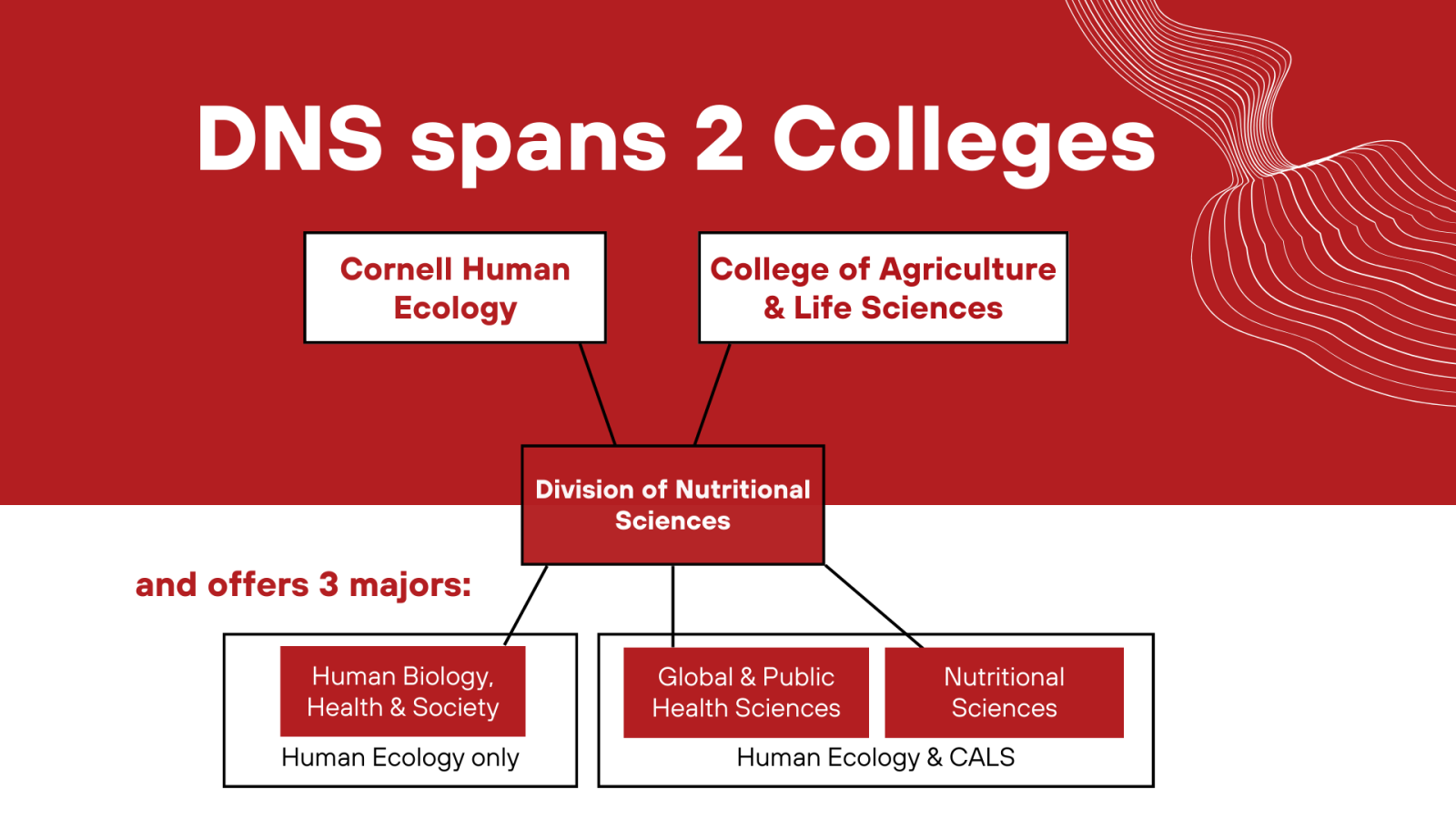 Image is a diagram showing DNS situated between two colleges, Human Ecology & CALS