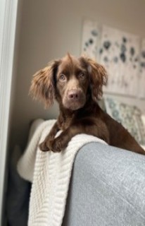 long haired daschund named coco