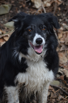 oreo the black and white mixed breed fluffy dog