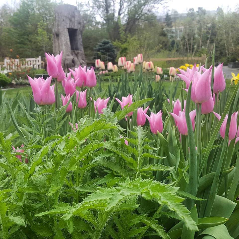 tulips at Botanic Gardens