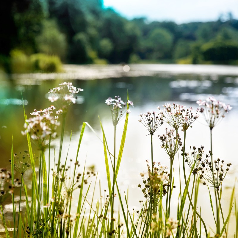 flowers in front of a lake