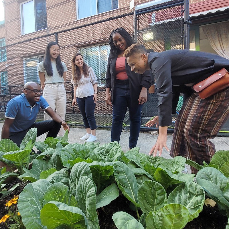 five people in an urban garden plot looking at a bed of leafy greens
