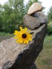yellow flower on a rock